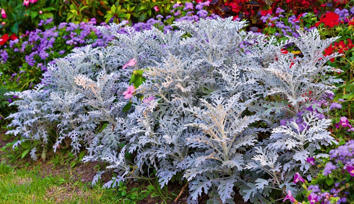Цинерария Приморская cineraria maritima
