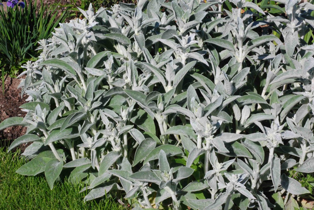 Чистец шерстистый (Stachys Lanata)