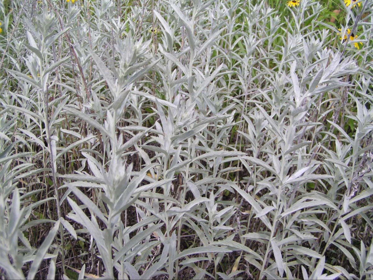 Полынь Людовика Сильвер Квин Полынь Людовика (Artemisia ludoviciana)
