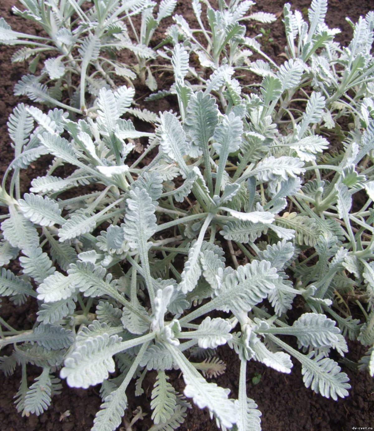 Тысячелистник зонтичный Achillea umbellata