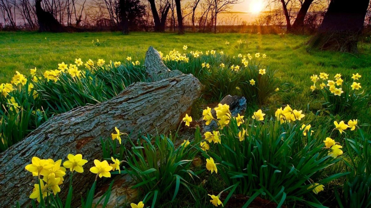 Весна природа