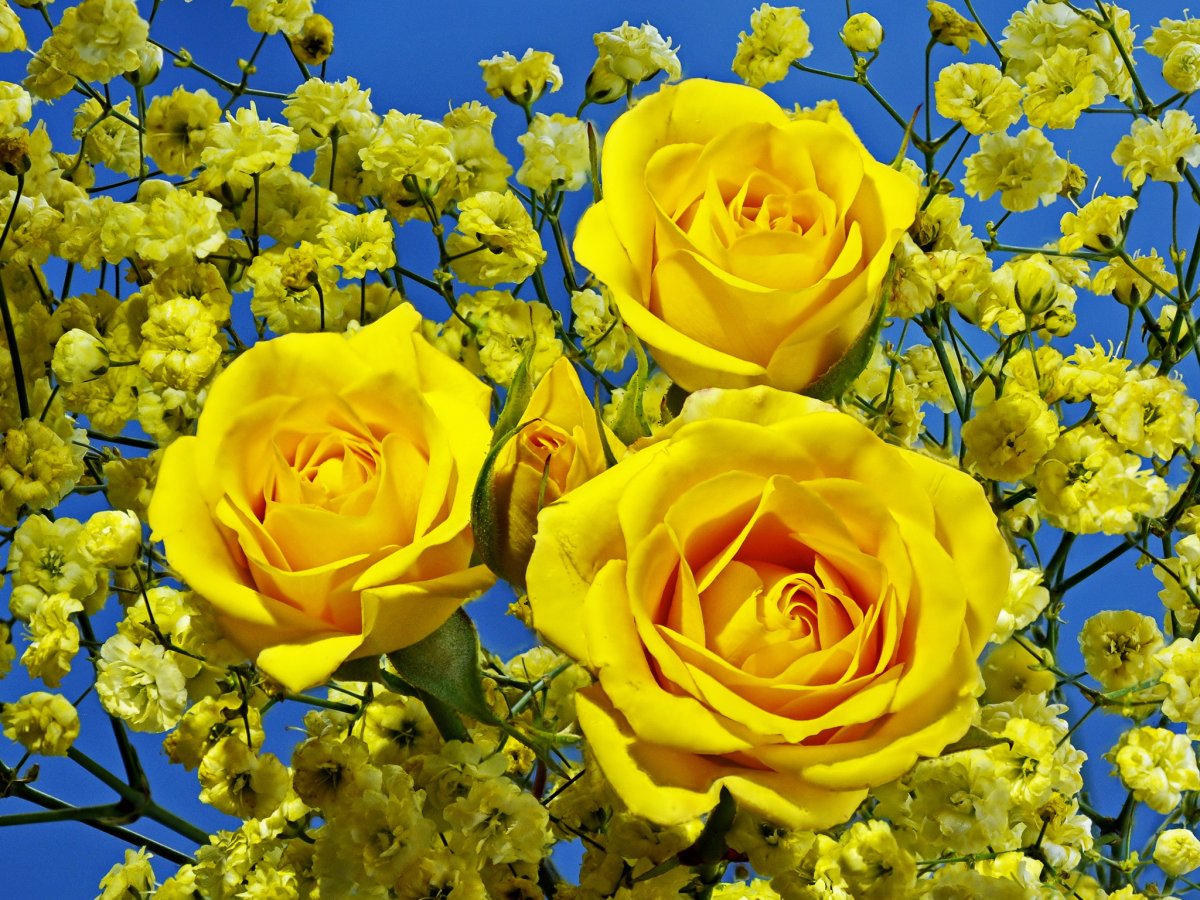 Растение цветущее желтыми цветами