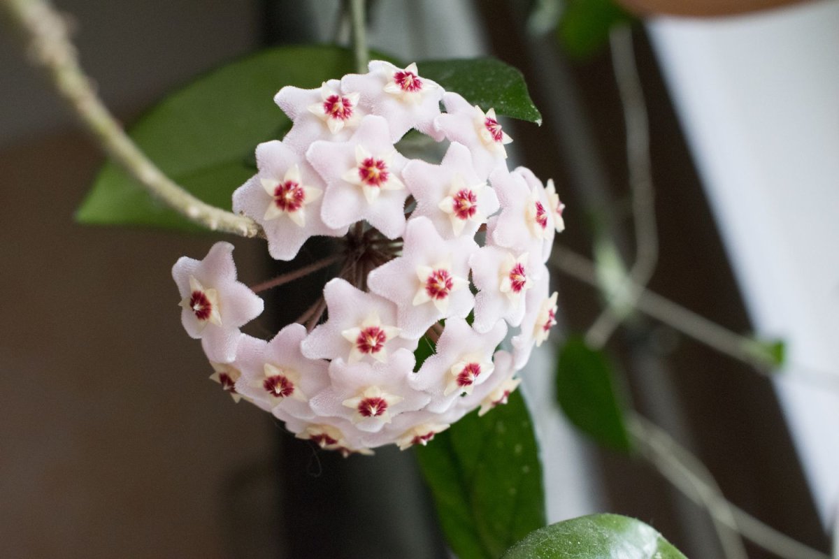 Hoya bhutanica