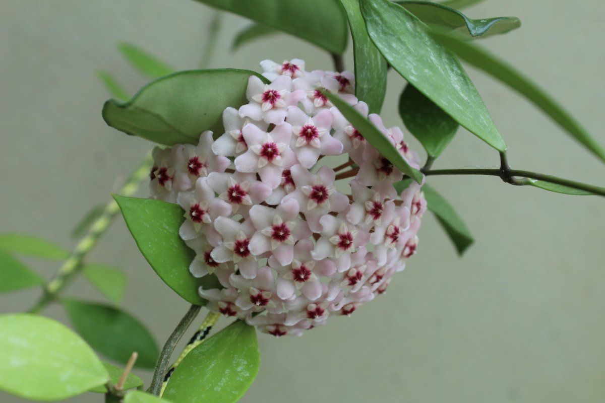Хойя Карноза