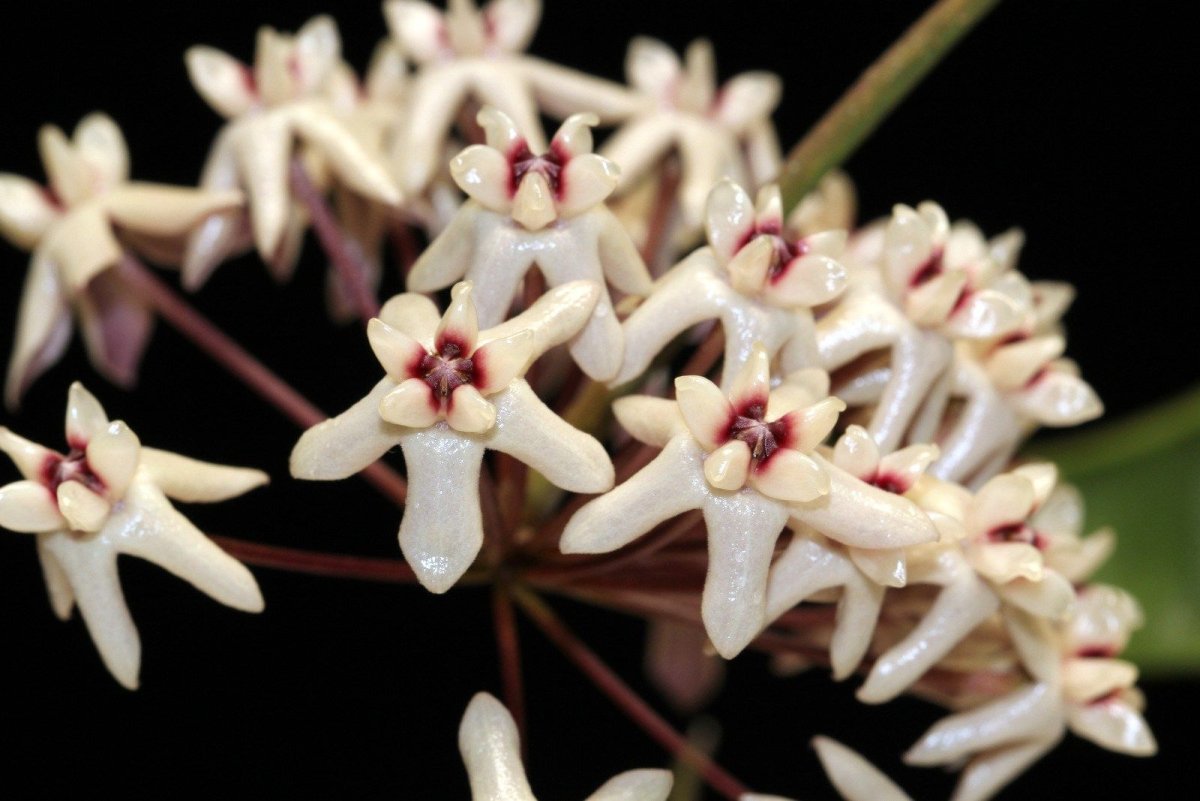 Hoya greenii 473