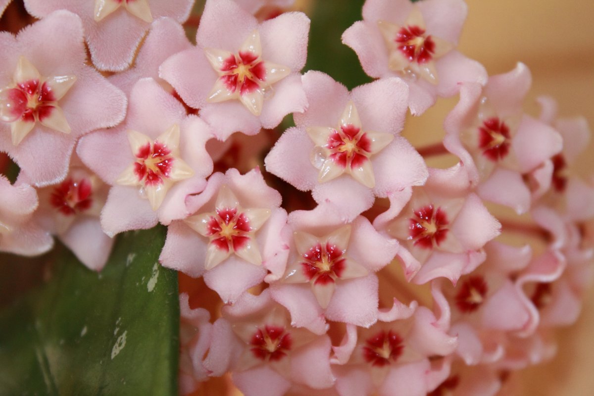 Pink Flower Хойя