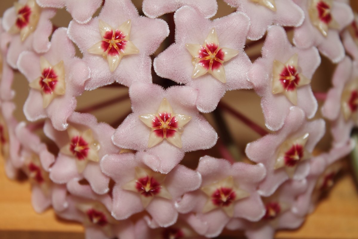 Pink Hoya Flower