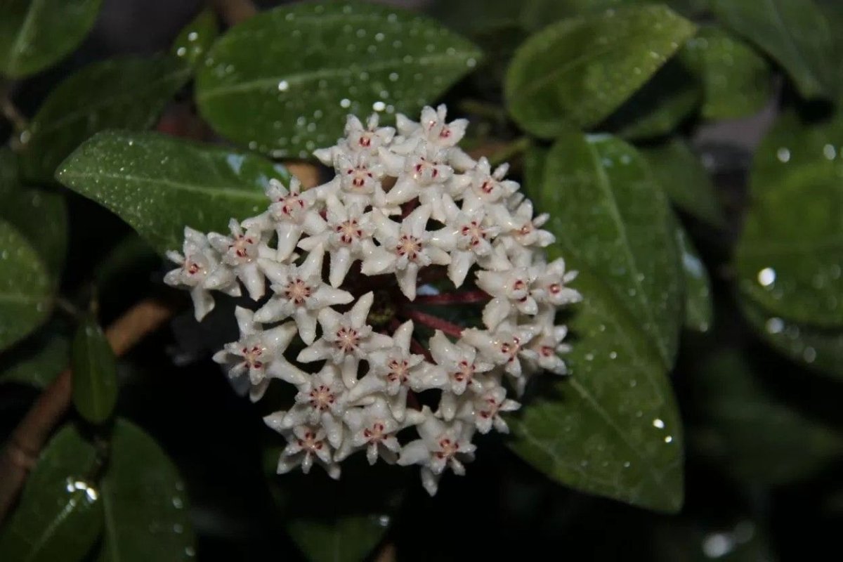 Hoya elliptica