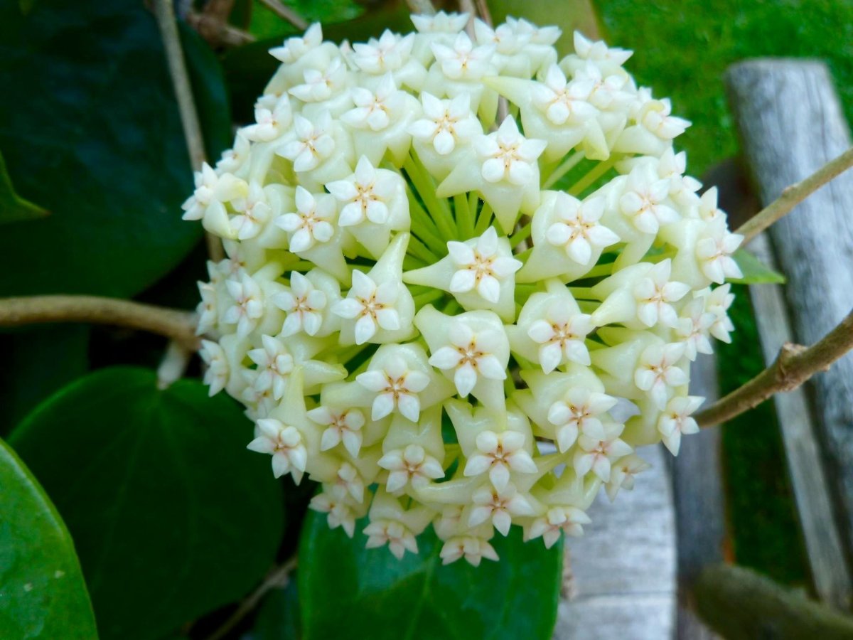 Хойя pottsii Chiang mai