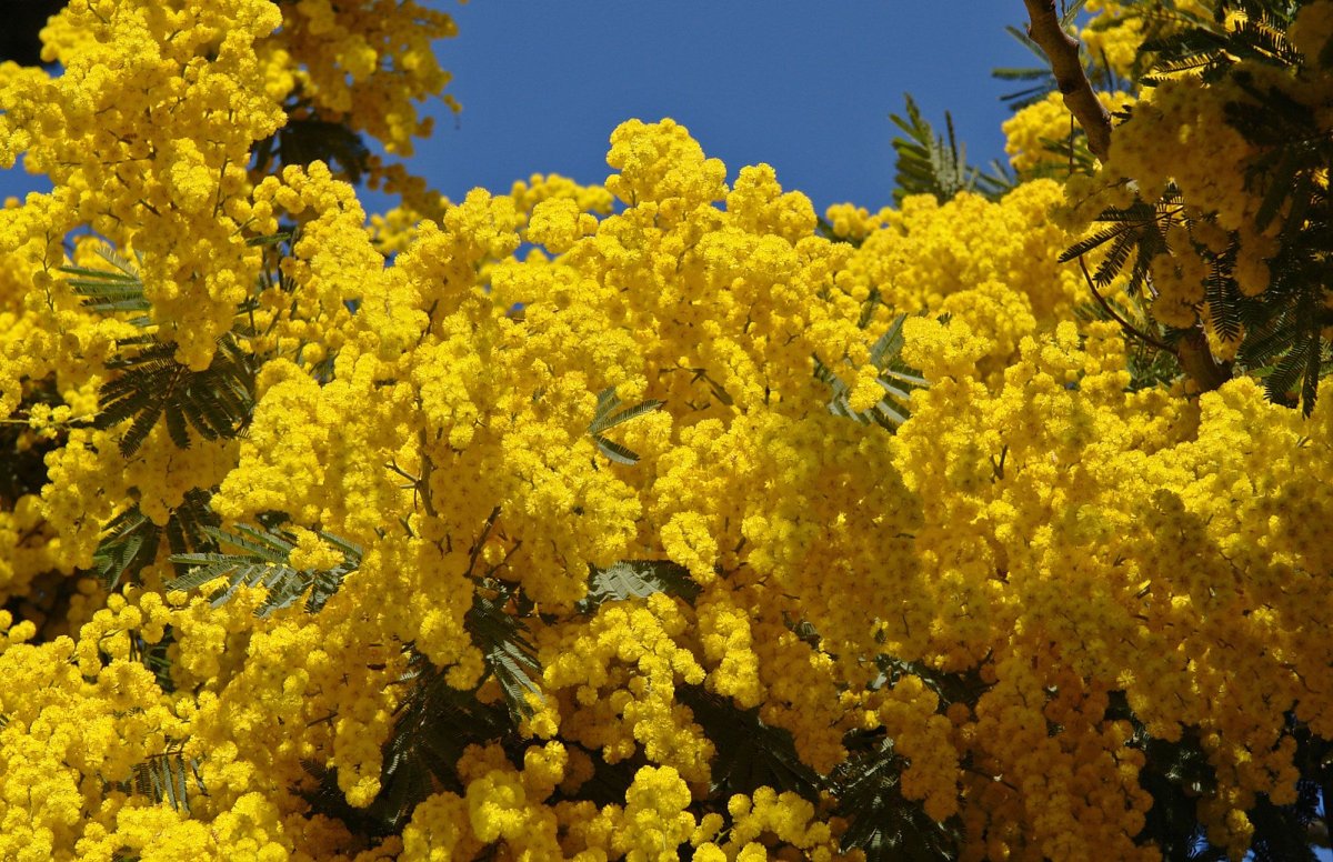 Желтые цветы в италии