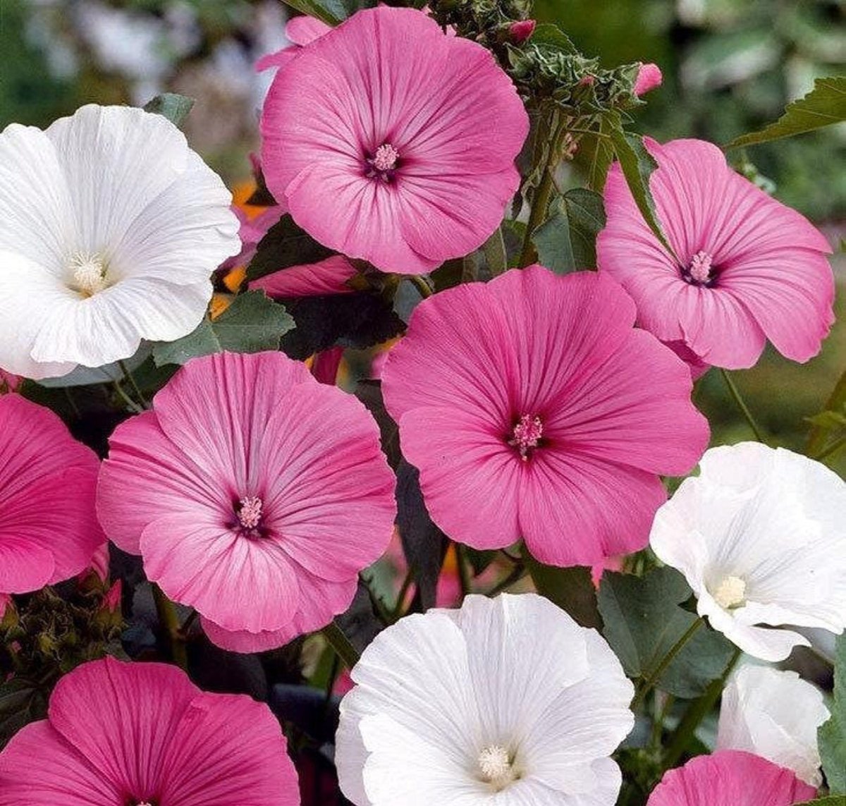 Lavatera trimestris
