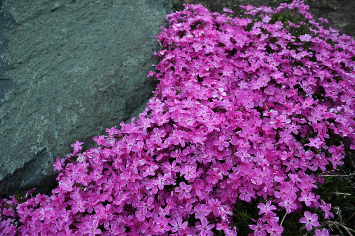 Почвопокровные растения с розовыми цветами