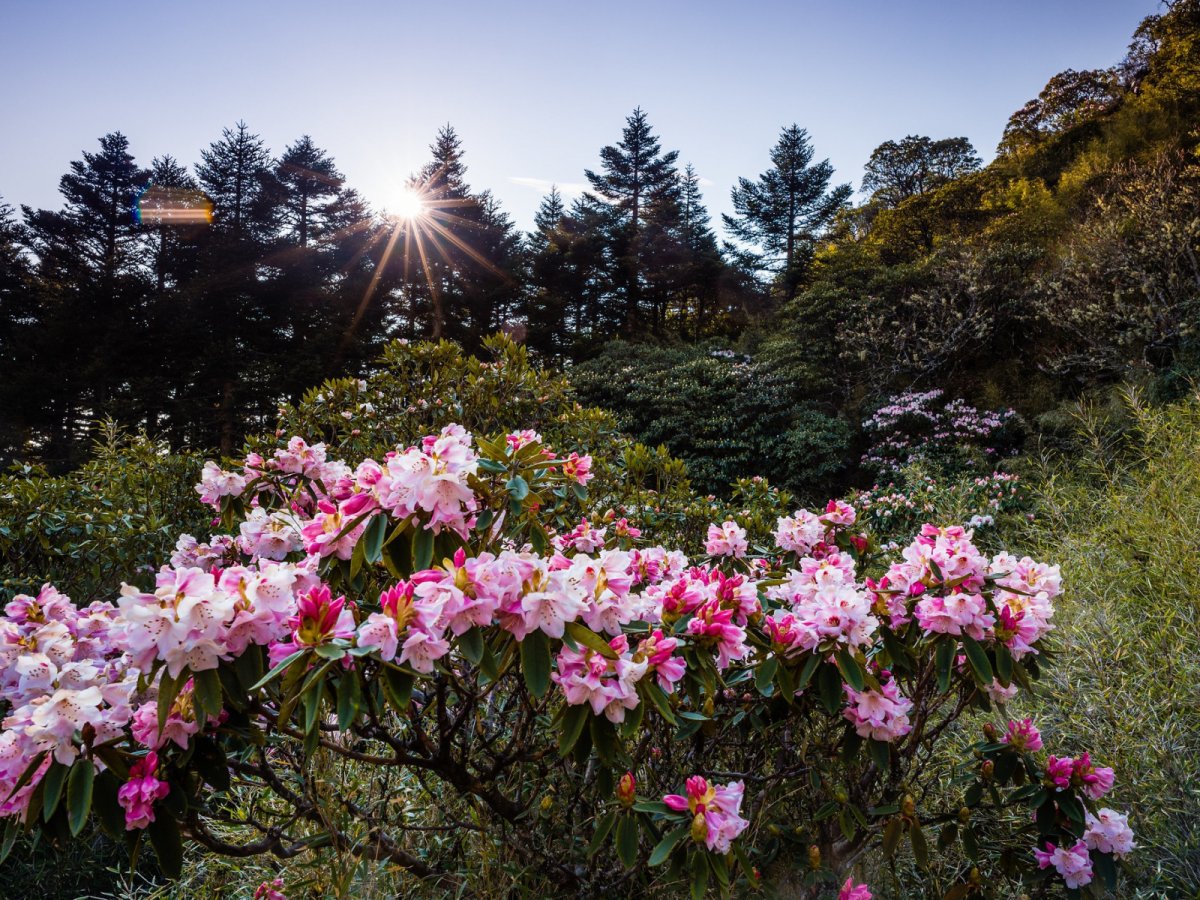 Цветущий кустарник абхазии с розовыми цветами