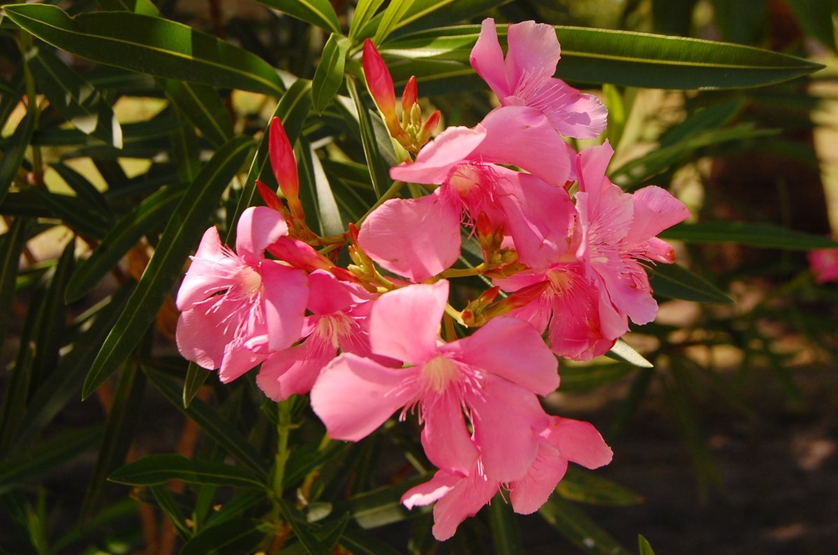 Олеандр (Nerium Oleander)
