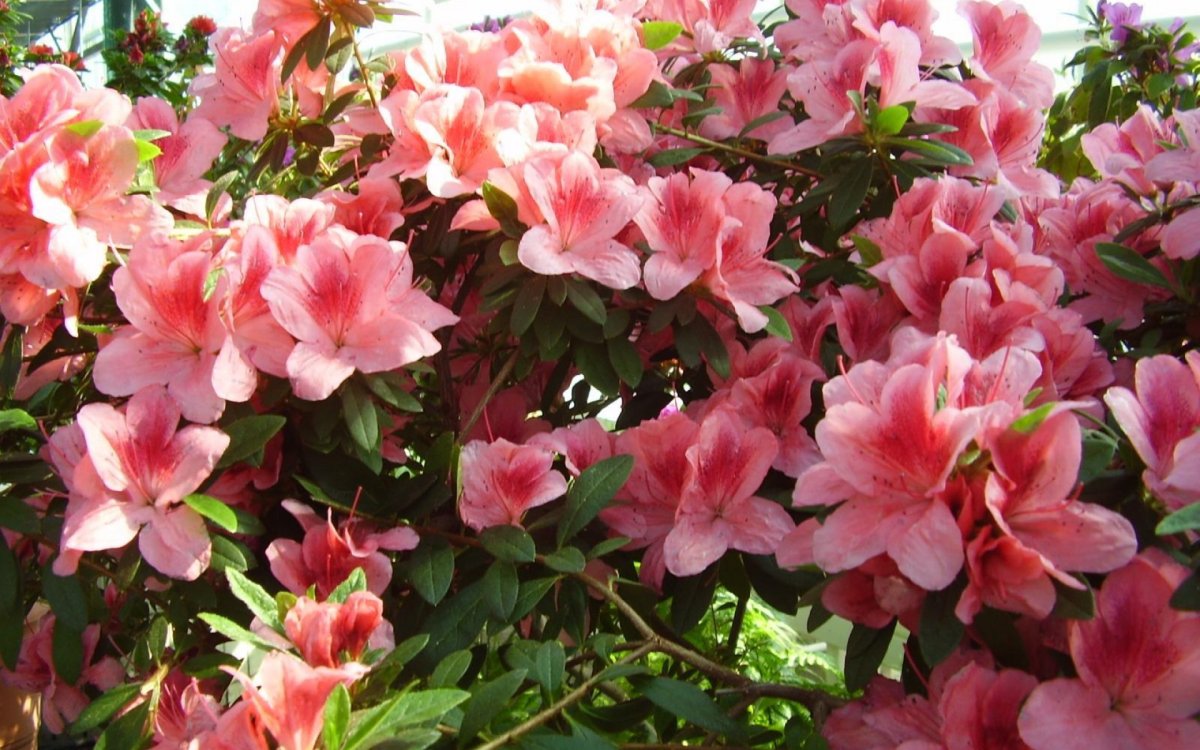 Азалия (Azalea) куст
