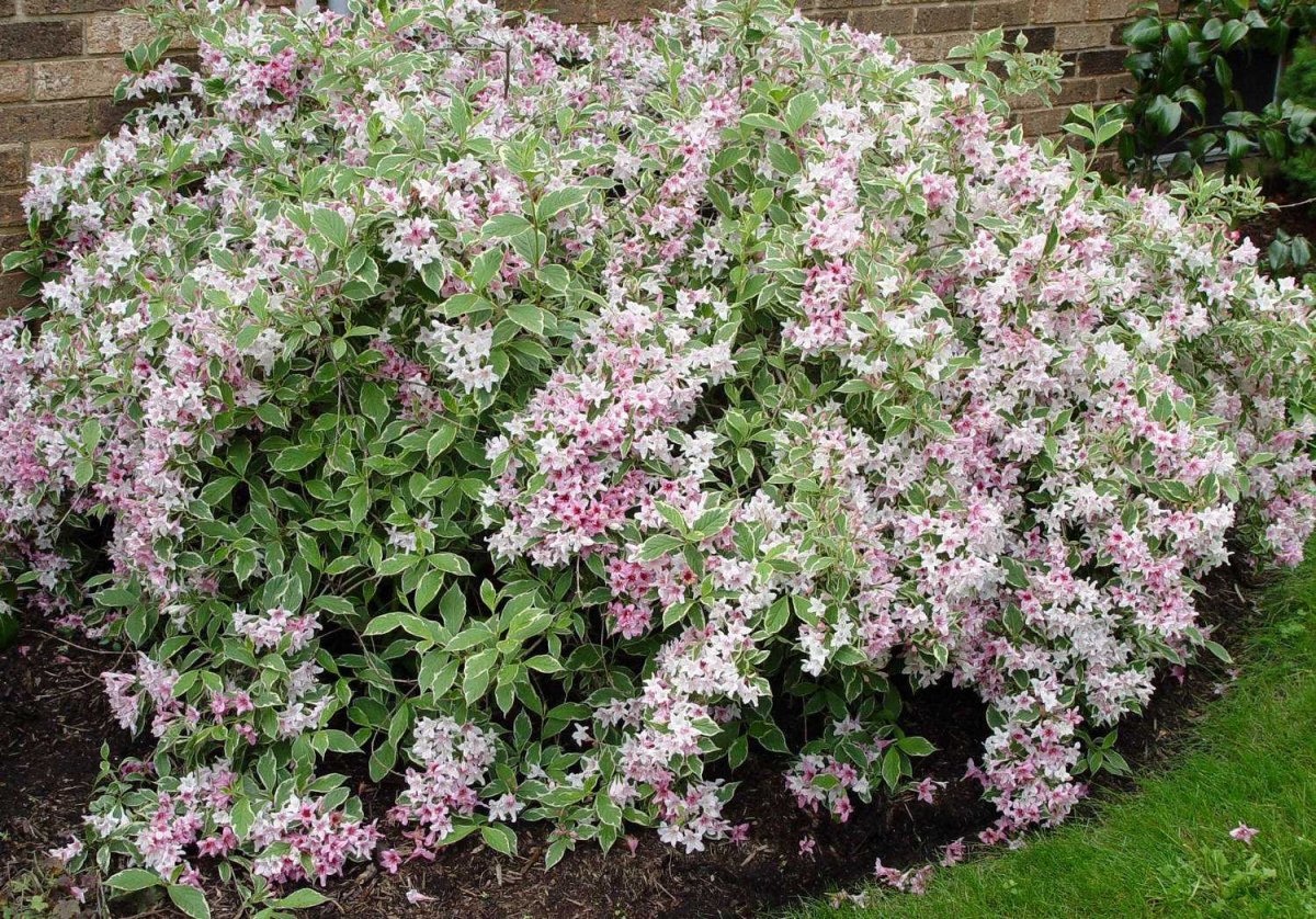 Вейгела Nana variegata