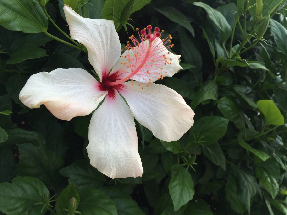 Hibiscus White - белый гибискус