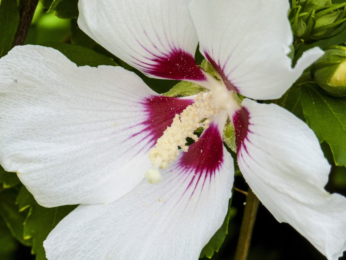 Hibiscus bitkisi