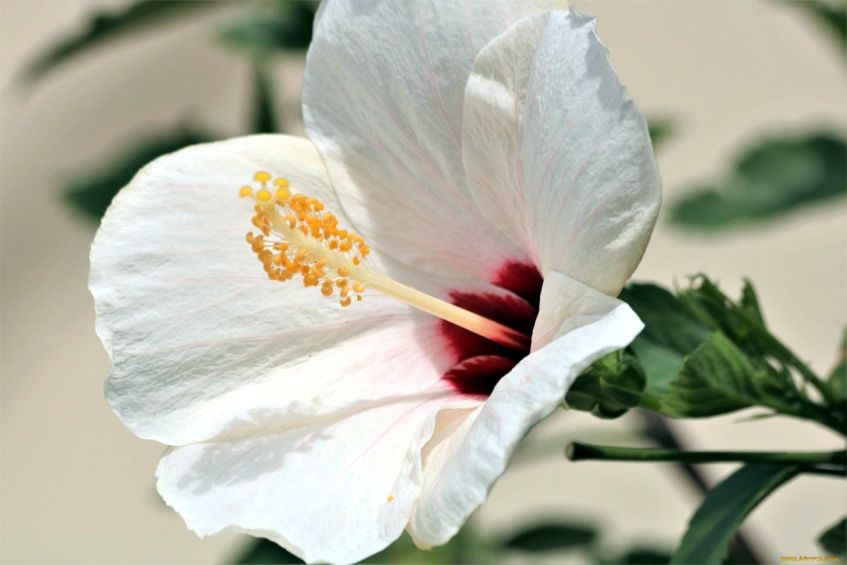 Гибискус Hibiscus White Diamond
