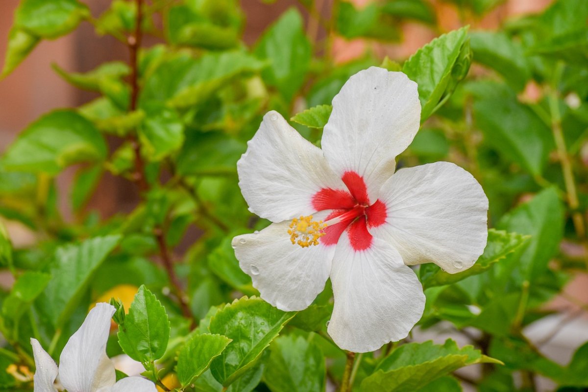 Hibiscus White - белый гибискус
