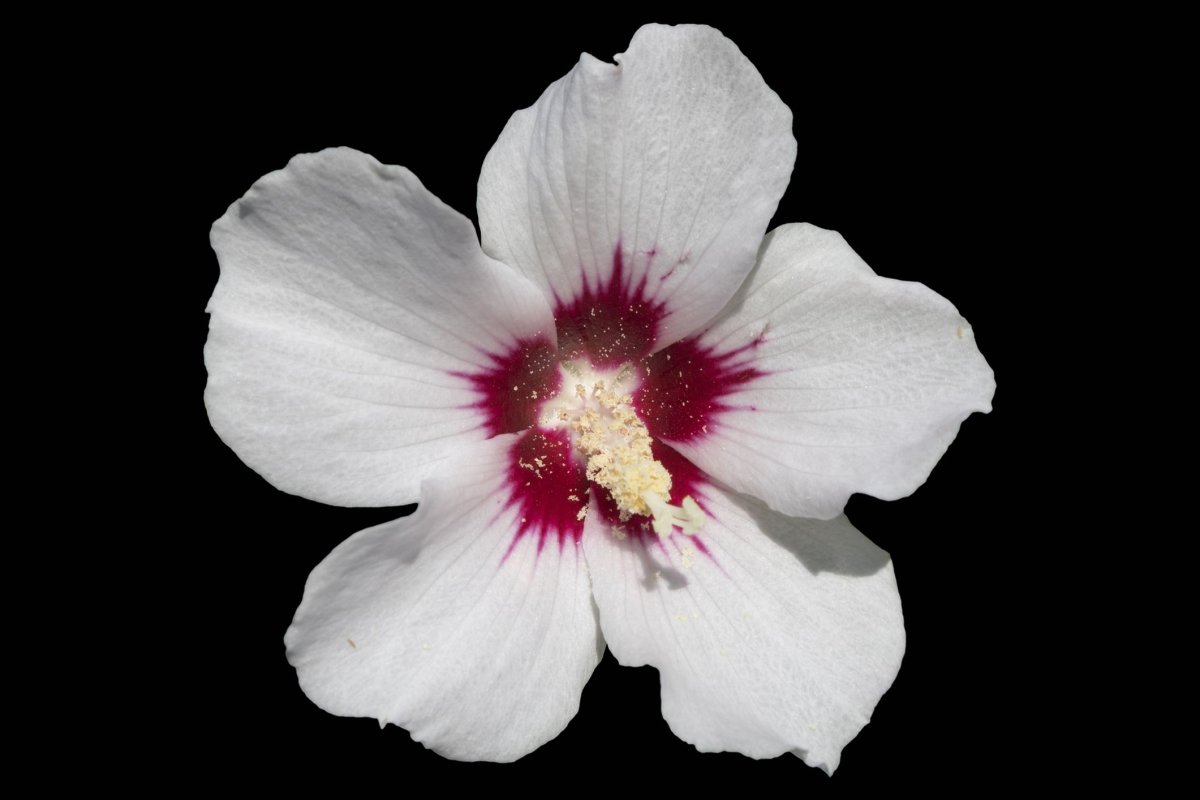 Rise of the White Flower