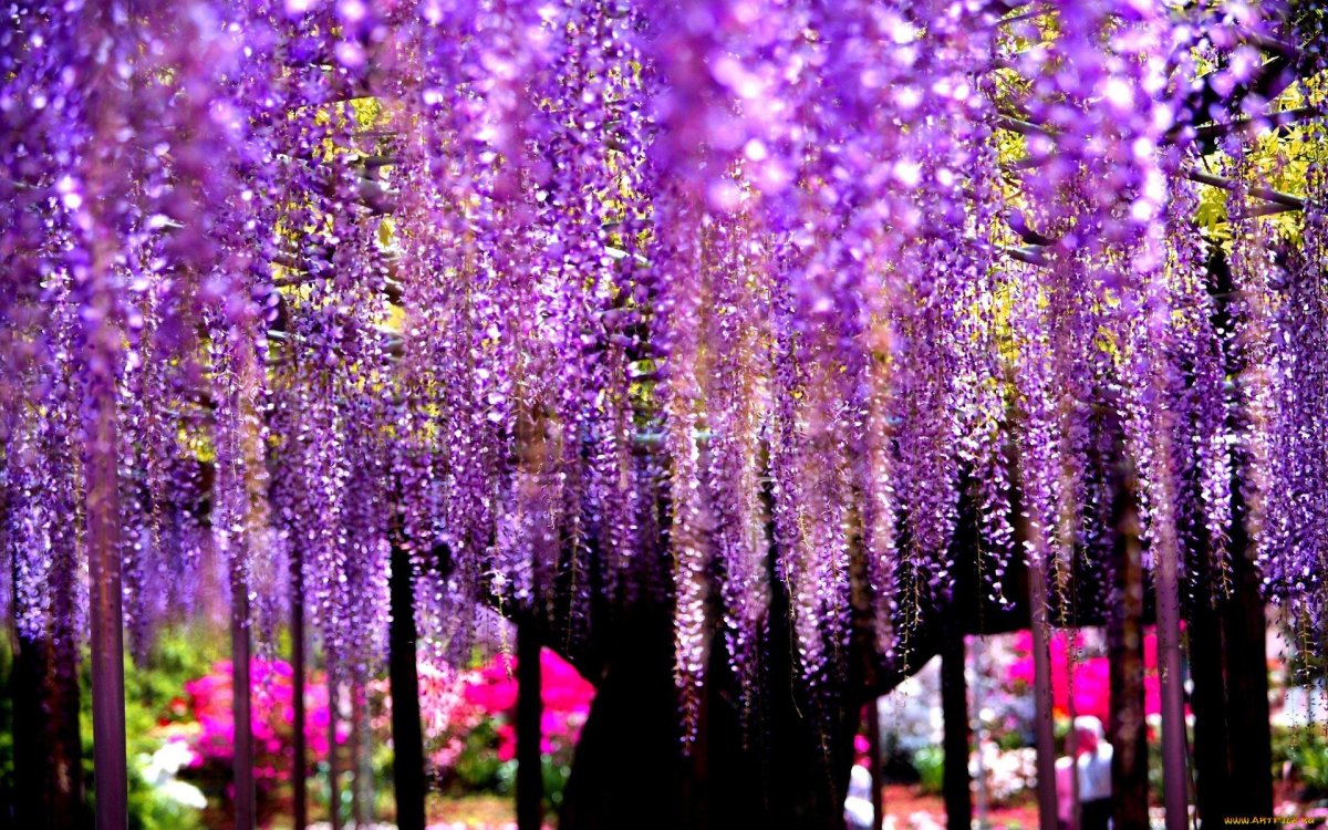 Длинный цветок с фиолетовыми цветами