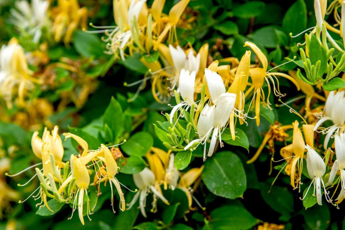 Lonicera japonica