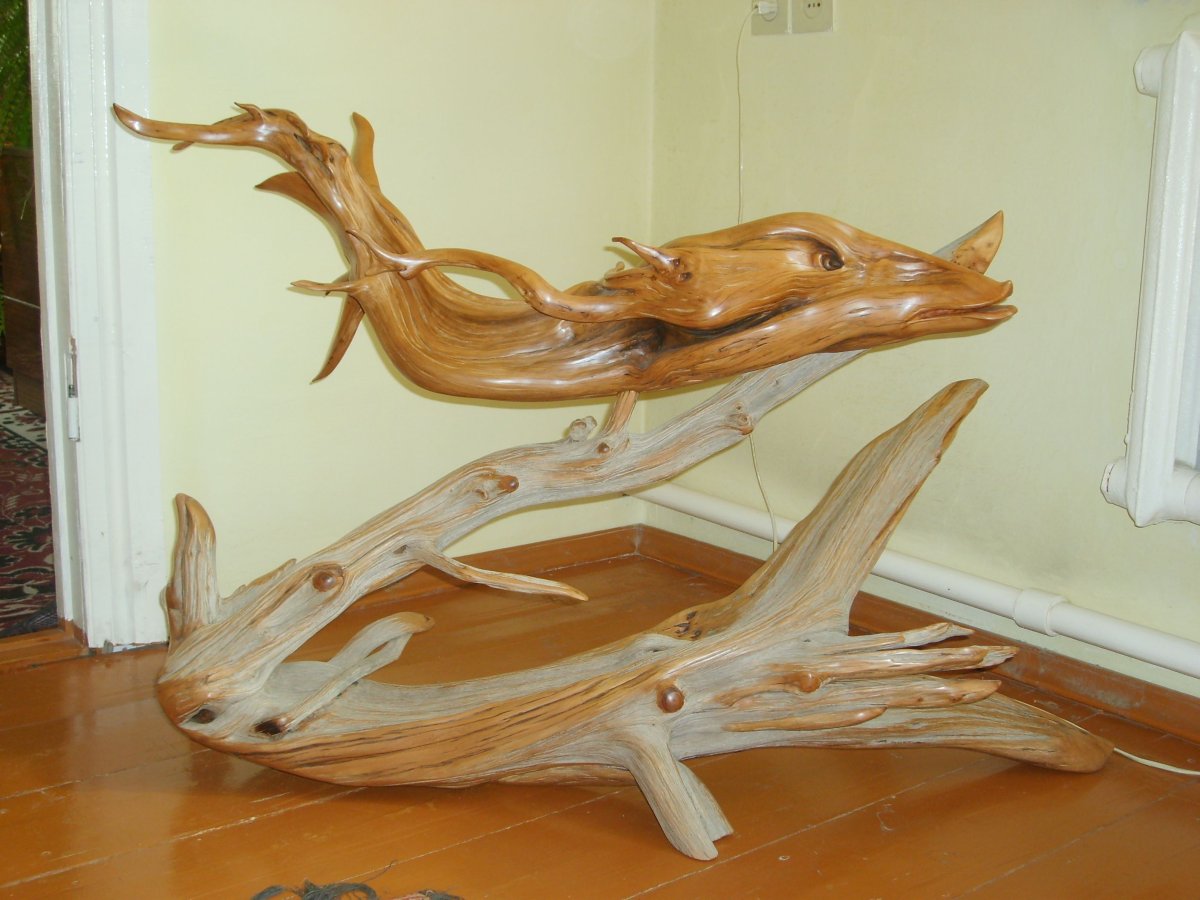 Корнепластика мурена
