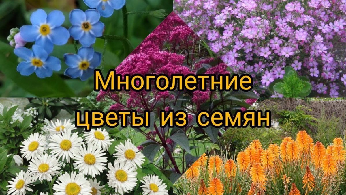 Семена многолетников