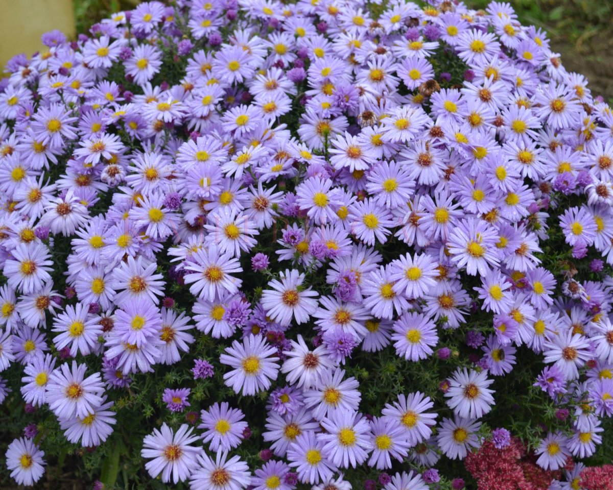 Астра кустарниковая Aster dumosus