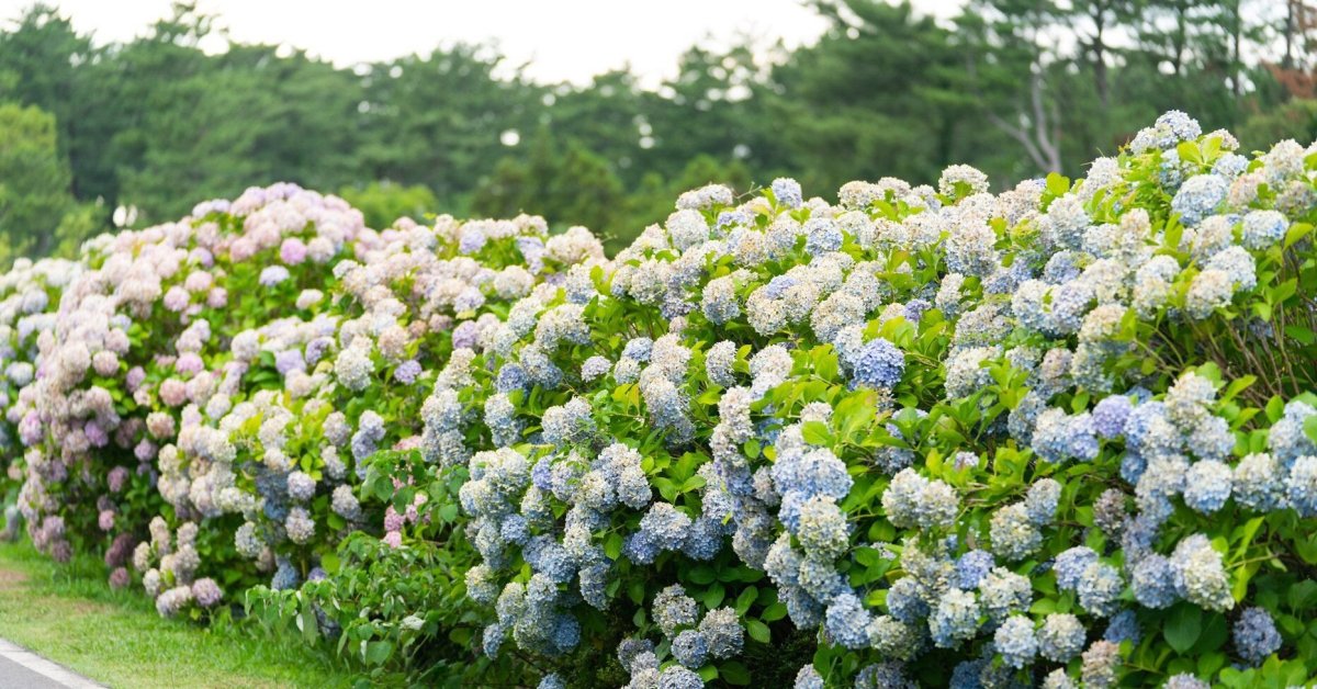 Hydrangea Bush