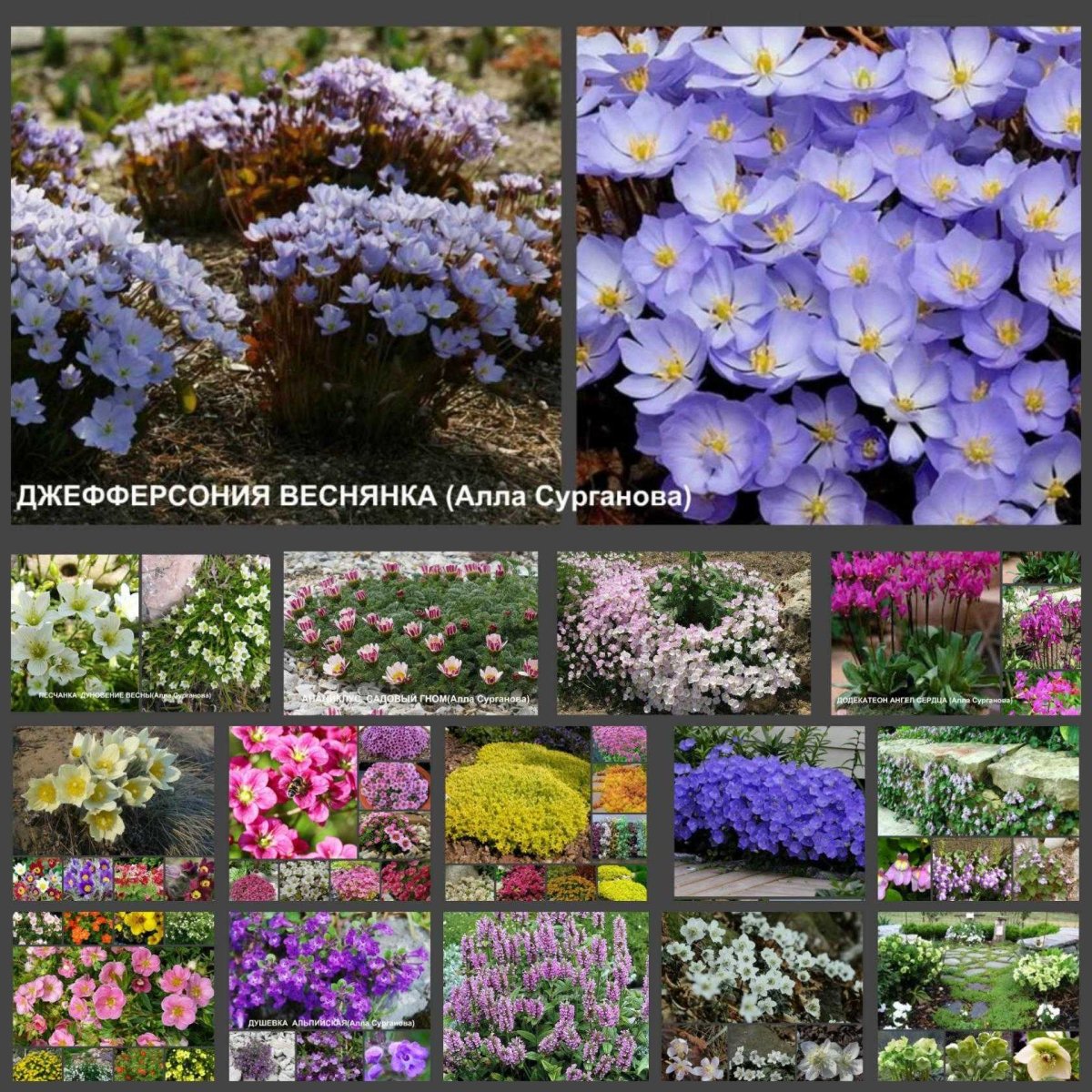 Растения для альпинария многолетники