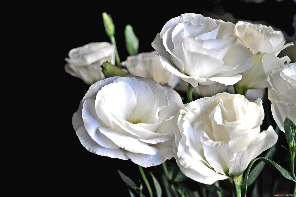 Эустома (Lisianthus)