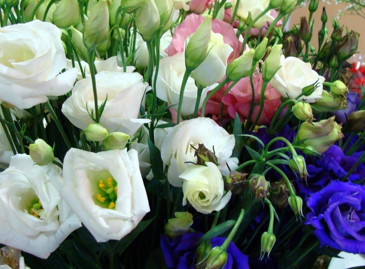 Эустома (Lisianthus)