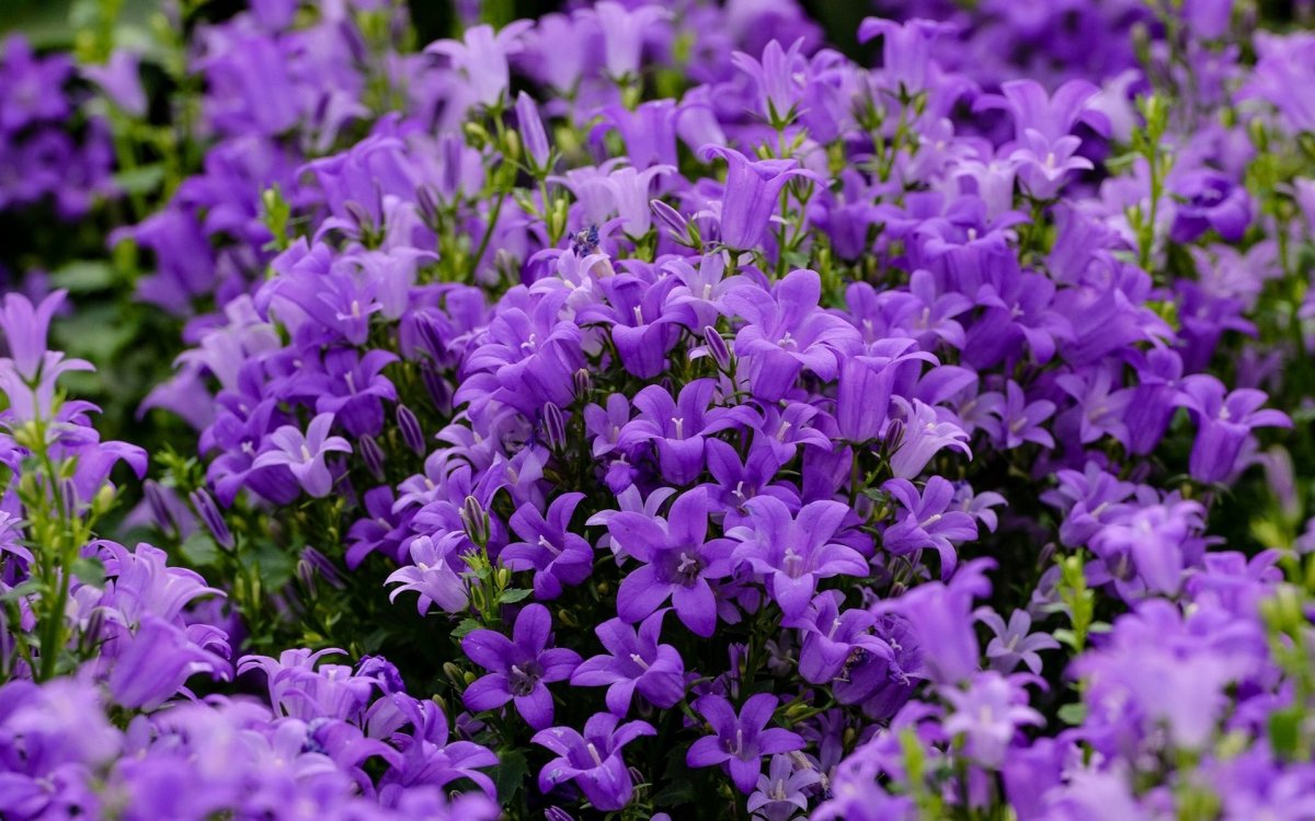 Колокольчик Кампанула