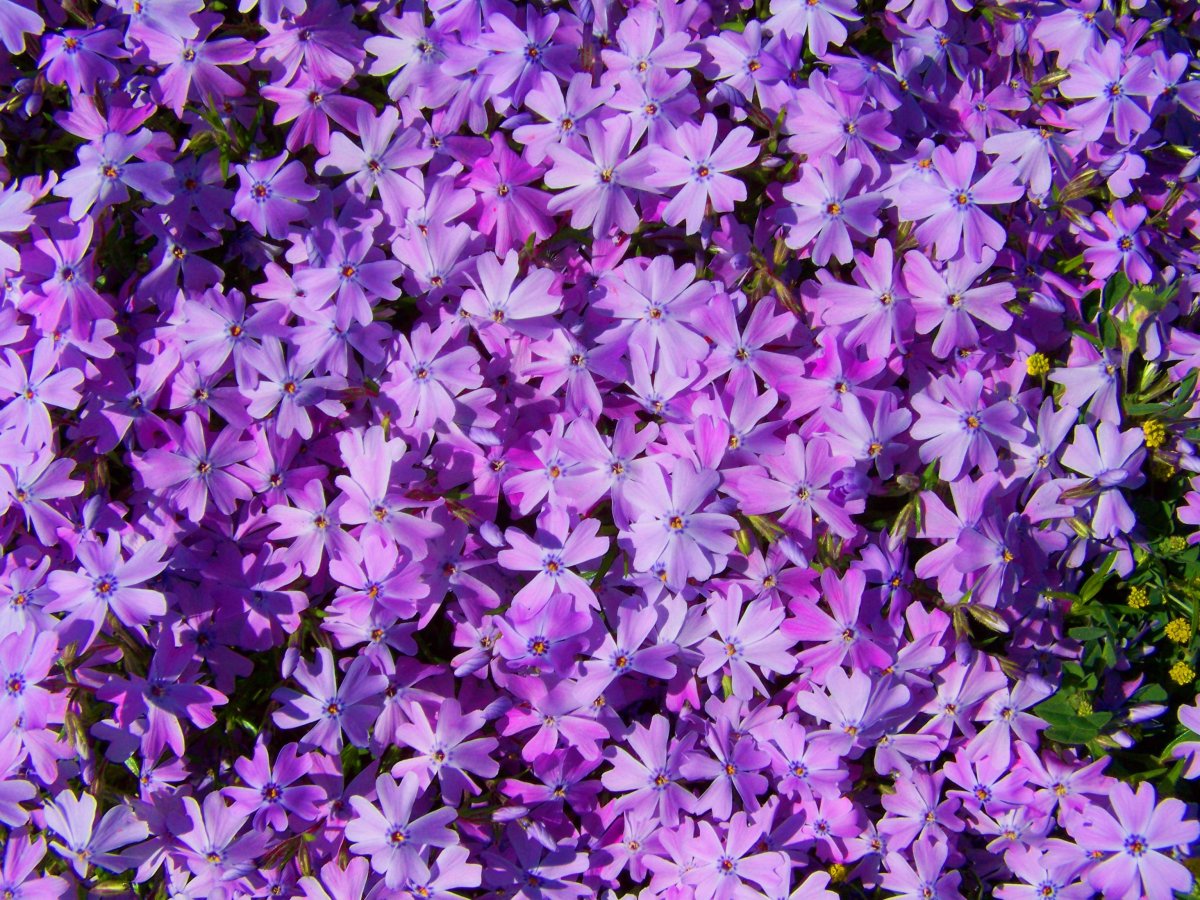 Садовые цветы фиолетового цвета