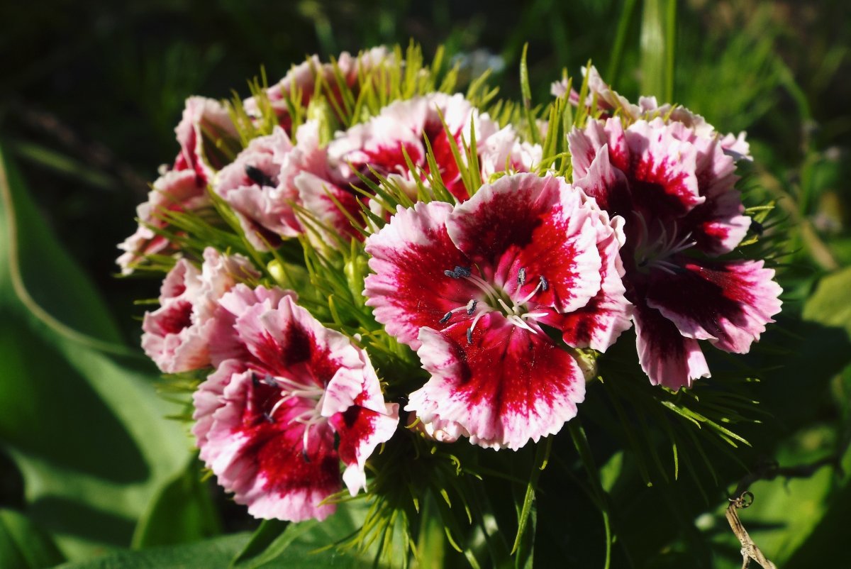 Гвоздика турецкая (Dianthus barbatus)
