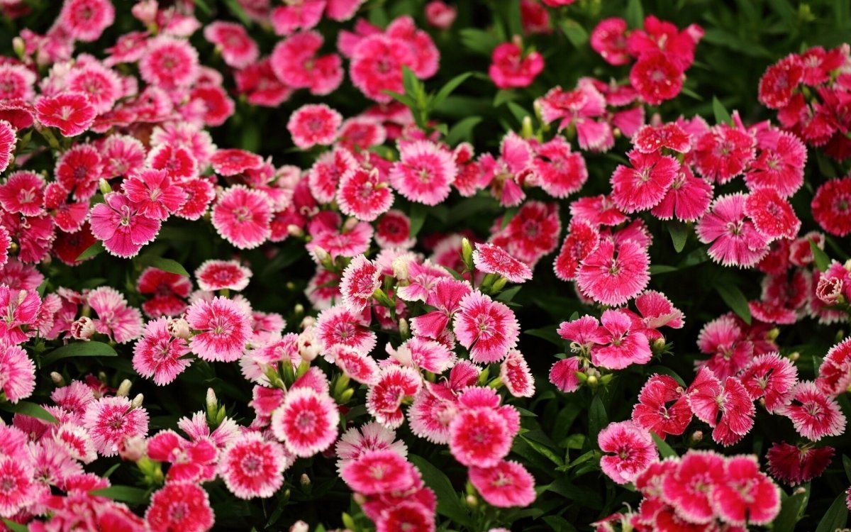Гвоздика Dianthus SP Red Peppermint