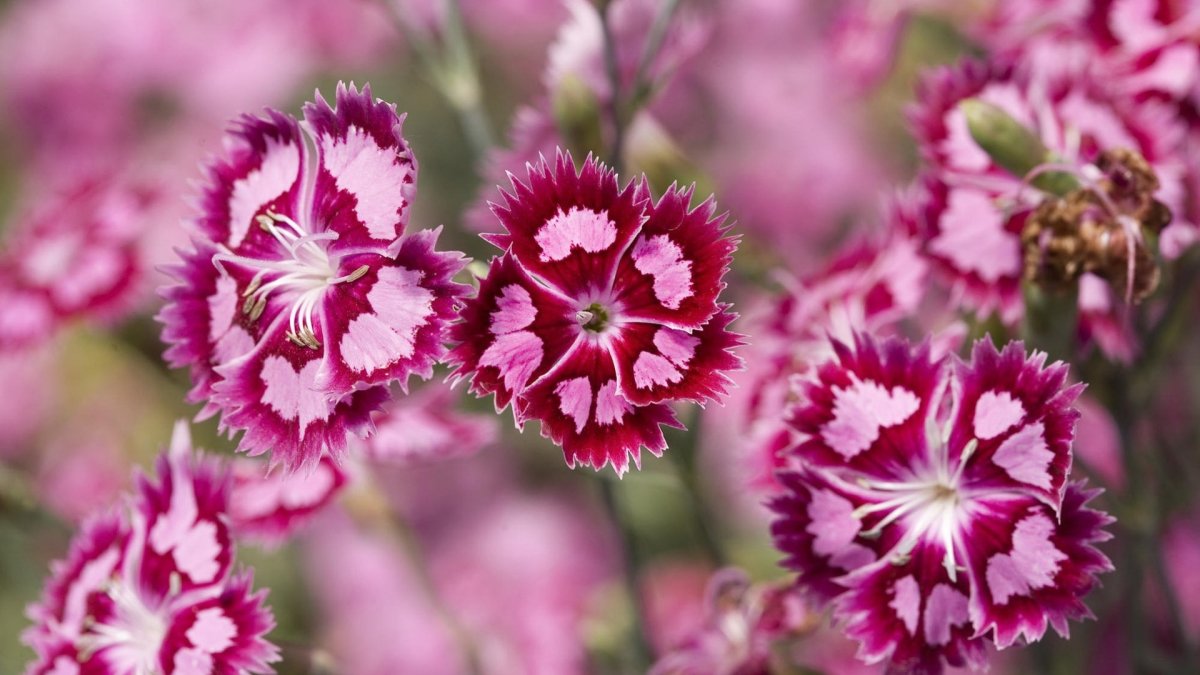 Dianthus Arabella Purple гвоздика