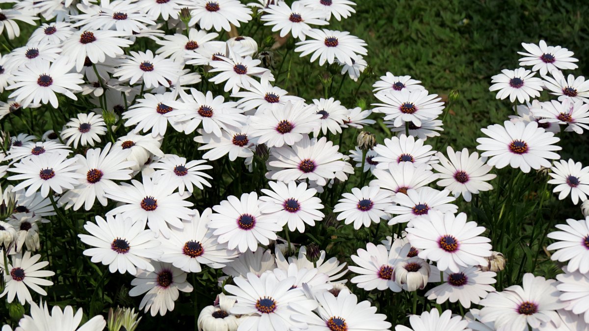 Pyrethrum Daisy
