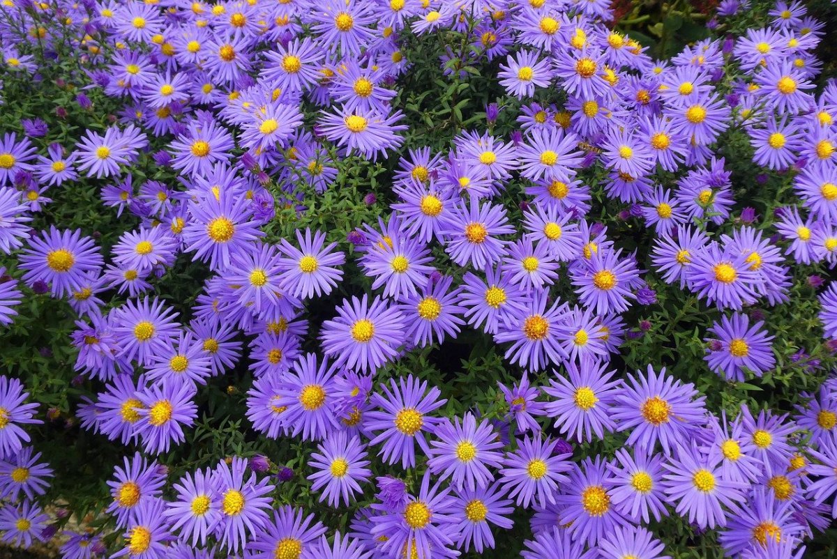 Астра новобельгийская (Aster Novi-Belgii `Royal Ruby`)