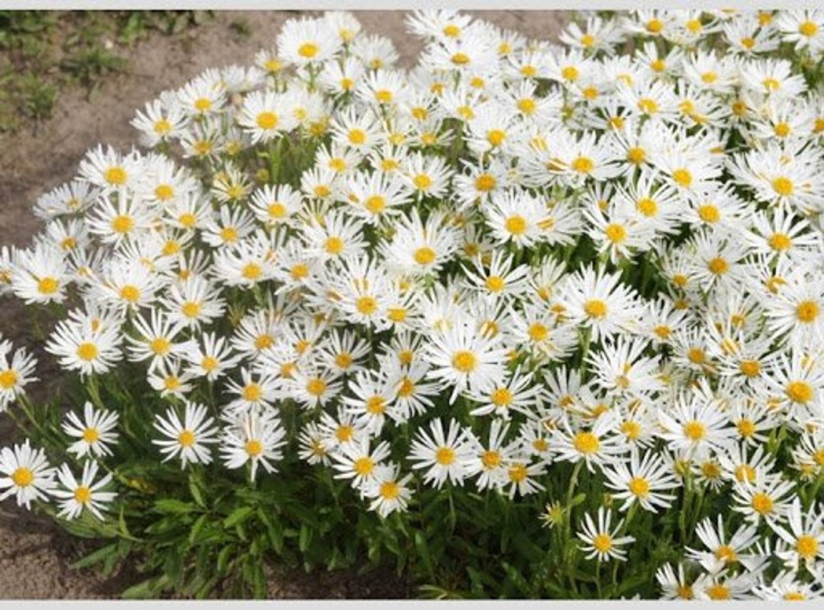 Астра Aster Alpinus Albus
