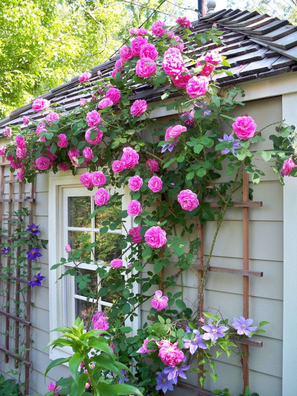 Clematis Rose роза