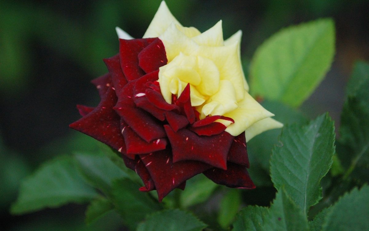 Роза Карамболь