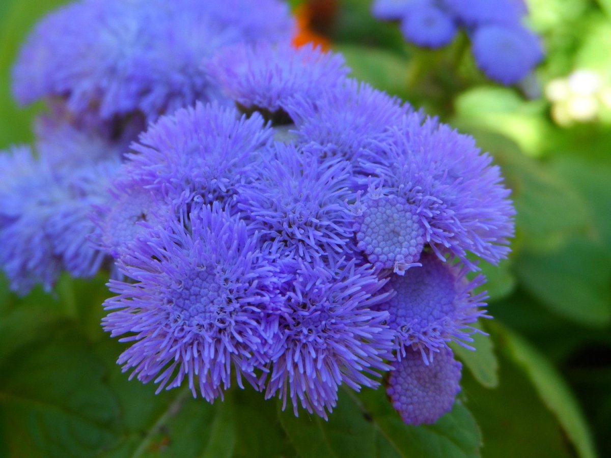 Синие мохнатые цветы