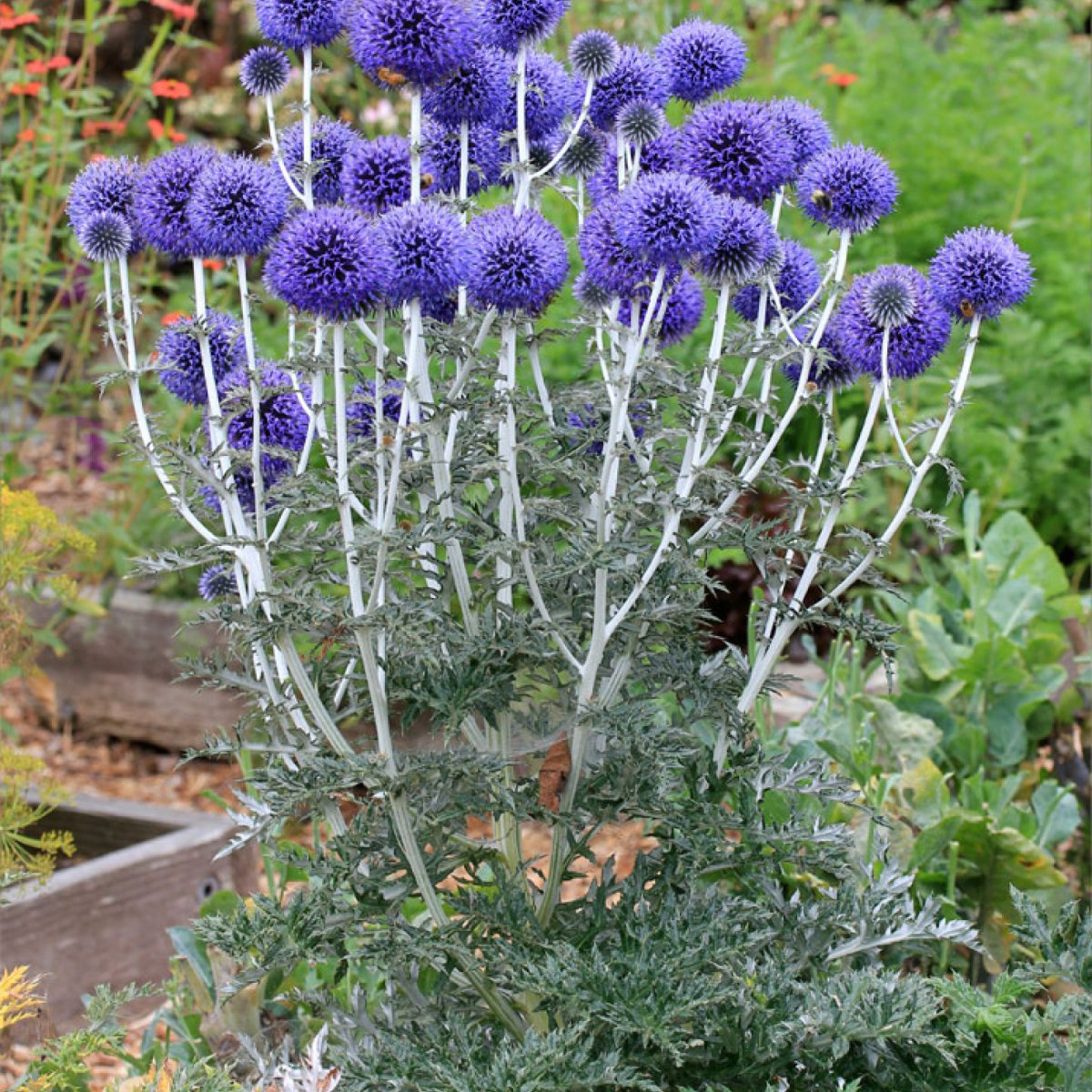 Мордовник обыкновенный (Echinops ritro)