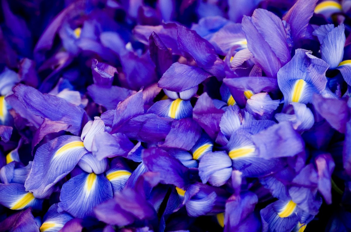 Ирисы фиолетовые цветы