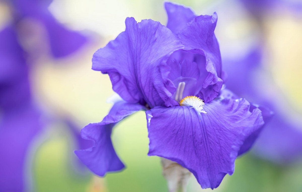 Lilac-Purple Ирис