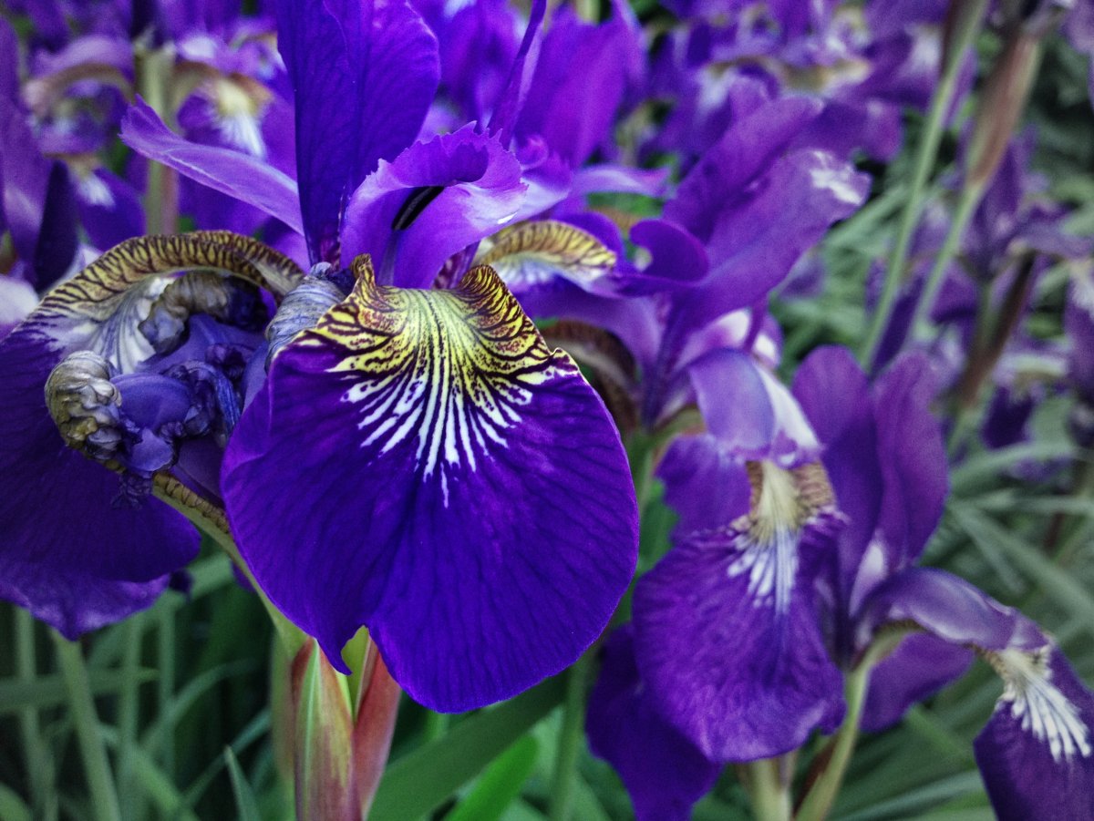 Ирис Сибирский purpurea