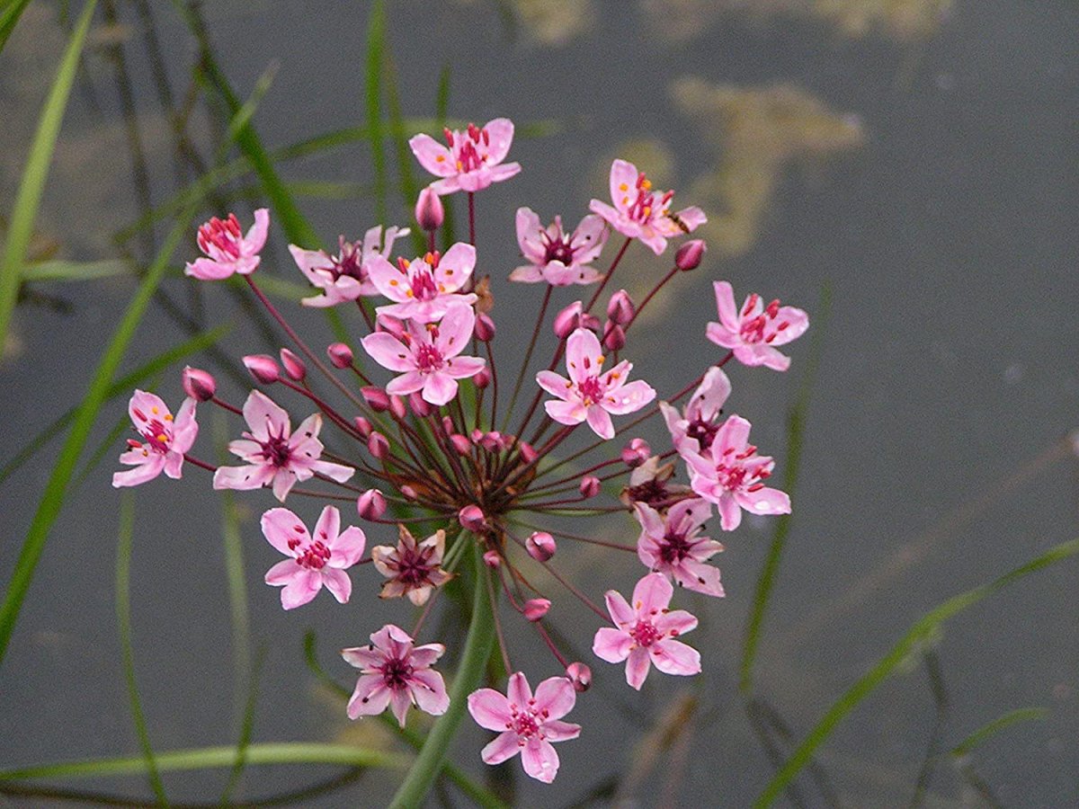 Растение болотное с розовыми цветами